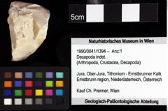 Foto (Objket + Etiketten) von Decapoda indet. 